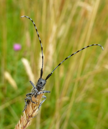 The Golden-bloomed Grey Longhorn beetle has impressive antennae