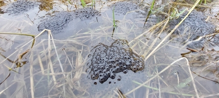 Frogspawn at Kelham Bridge