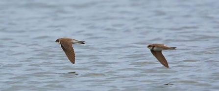 Sand Martins (c) Barry Dean