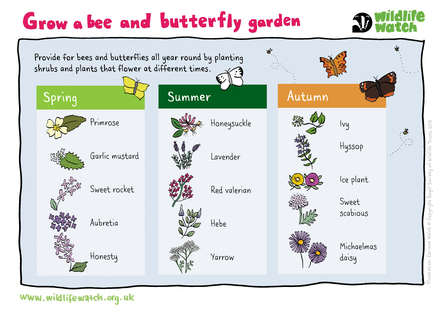 A guide to which plants to grow to attract bees and butterflies into your garden