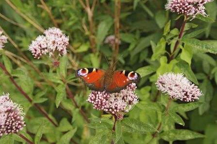 Peacock butterfly - credit Terry Whittaker/2020VISION