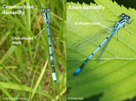 A comparison of male common blue and azure damselflies, highlighting the club-shaped marking on the abdomen of common blue damselflies, and the U-shaped marking on azure damselflies