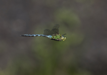An emperor dragonfly in flight, with an apple-green thorax and dazzling blue abdomen