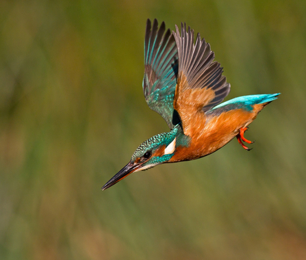 A kingfisher plunges down towards the water, its bright turquoise and orange colours glowing in the sunlight