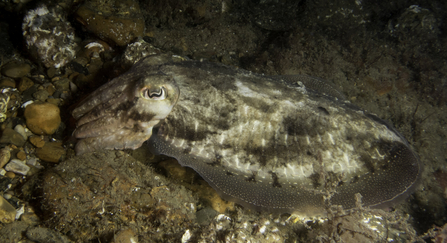 A common cuttlefish resting on the seabed, changing its patterning to blend in with the surrounding rocks