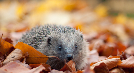 Hedgehog in autumn leaves