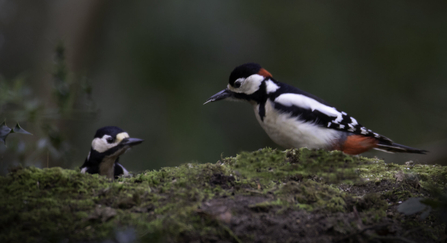 Two great spotted woodpeckers perched on a mossy log, with a male in the foreground recognisable by the red patch on his nape