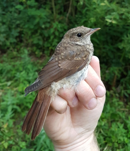 Juvenile Nightingale