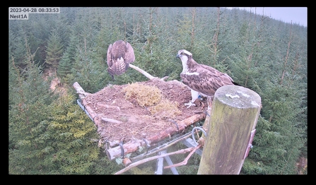 095(21) on Nest 1A (Forestry England)