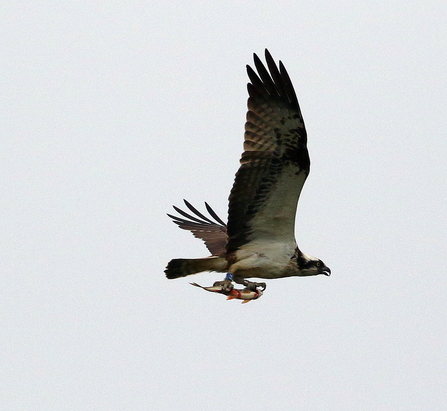 6K(14) in flight with fish (Lynda Schlemmer)