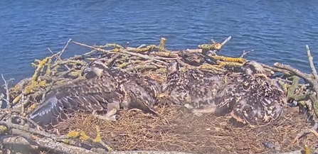 The three 2023 chicks displaying their feathers