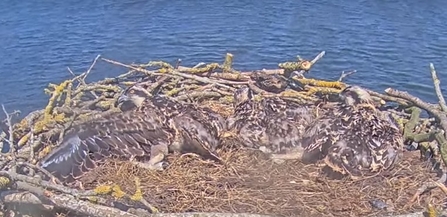 The three 2023 chicks displaying their feathers