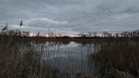 Cossington with birds in flight