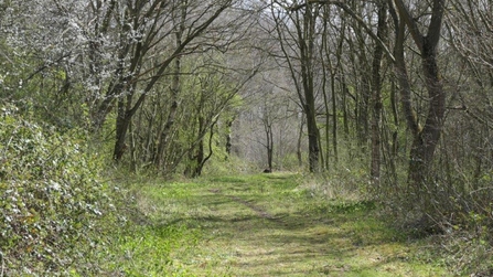 Pathway at Cloud Wood