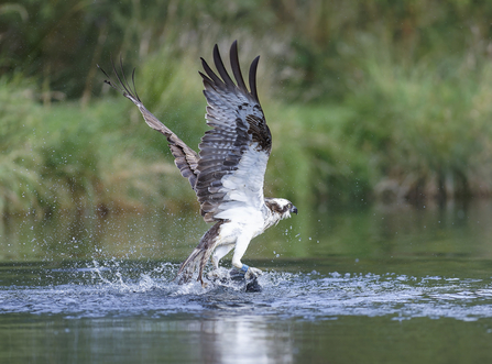Osprey catch, Credit Ray Kilham
