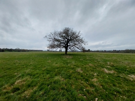 An Oak tree in a grassy farmland field, beneath a cloudy grey sky.