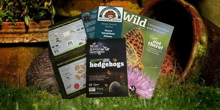Hedgehog banner