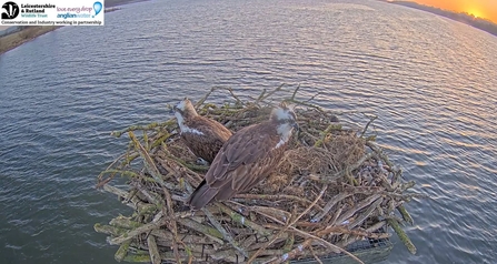 Two adult Ospreys on a nest, overlooking water