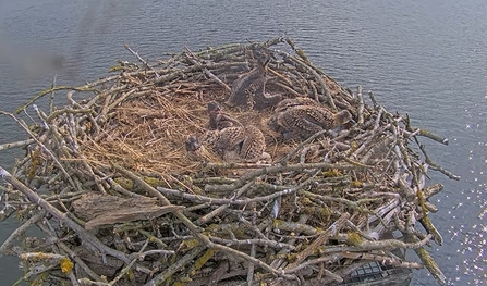 Four young Osprey chicks in the nest. 
