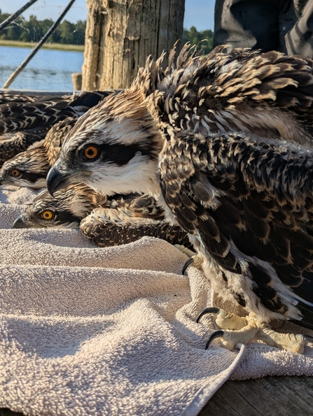 The Osprey chicks held on towels, to be ringed