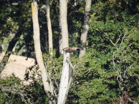 An Osprey perched on a tree branch