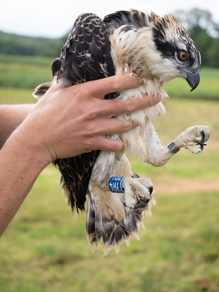 A young Osprey being held by human hands, having just had rings fitted to its legs