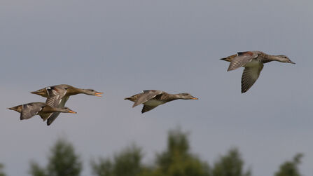 Gadwall in flight