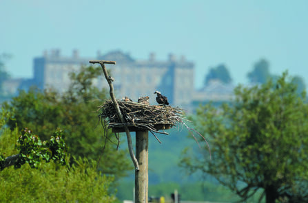 Ospreys nesting at Manton Bay, Rutland Water - David Tipling