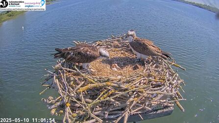 Maya, 33(11) and the first chick on the nest in 2025 - LRWT