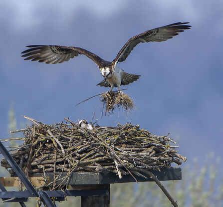Osprey nest - Ray Kilham