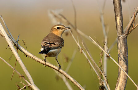 Wheatear - credit Jim Higham