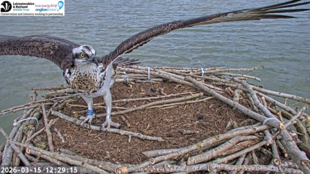 Osprey 25(10) is first to arrive in 2026 at the Manton Bay nest on 15th March