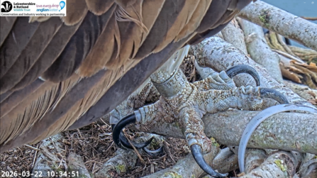 Close-up of an Osprey's leg with identification ring