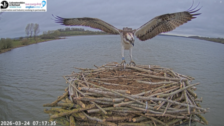 Osprey 33(11) returns from migration and lands on the Manton Bay nest