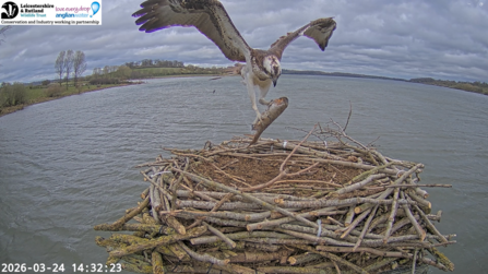 Maya returns to her Manton Bay nest from migration