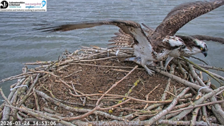 Maya pushes the intruding unringed female off the Manton Bay nest