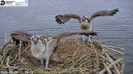 Osprey 5H1 intrudes briefly on the Manton Bay nest