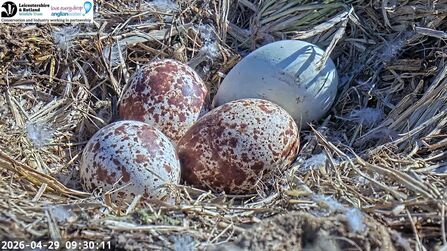All four Osprey eggs on the Manton Bay next for the 2026 season