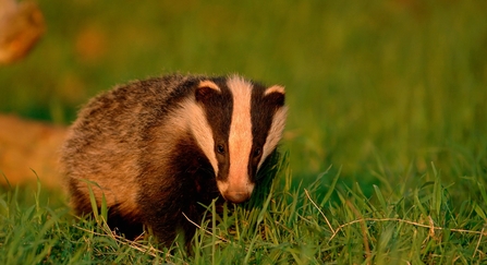 Badger