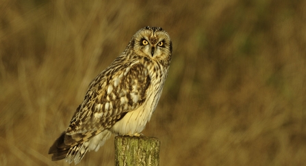 Short eared owl