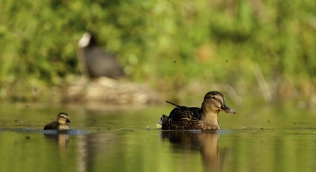 Duck