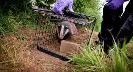 Badger Vaccination (c) Tom Marshall