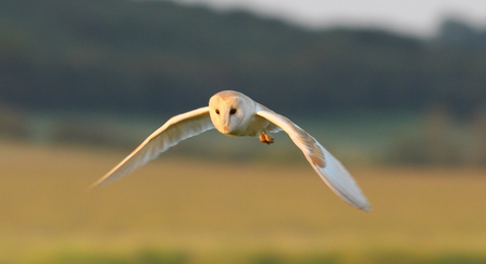 Barn Owl (c) Gary Cox