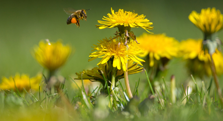 bee and dandelion