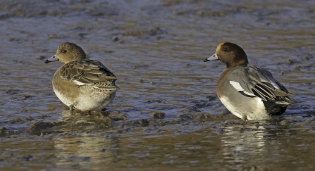 Wigeon