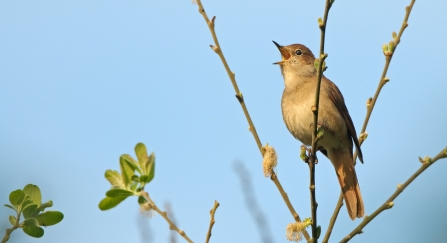 Nightingale