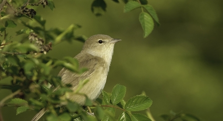 Garden Warbler