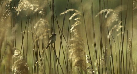 Sedge in reed