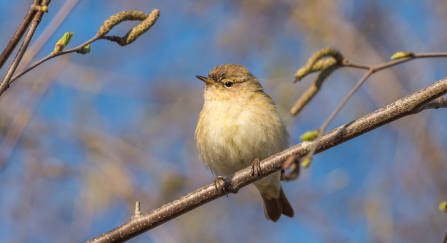 Chiff Chaff