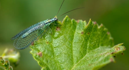 Green Lacewing